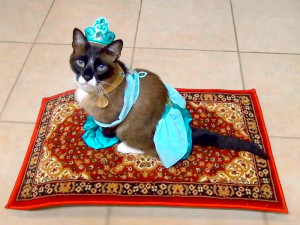 Princess Jasmine Cat Rides Roomba, Wins at Halloween (VIDEO)