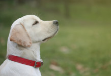 Famous Quotes About Dogs