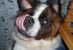 Mabel The Saint Bernard Funny Pictures Puppy Dogs Upside Down