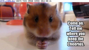 Funny Animal Captions Capshunz Hate Have Persuade