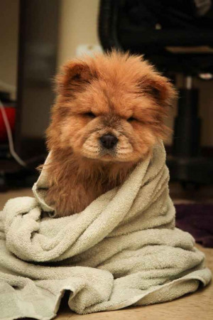 This swaddled sweetie. | 31 Chow Chow Puppies To Make Your Day A ...