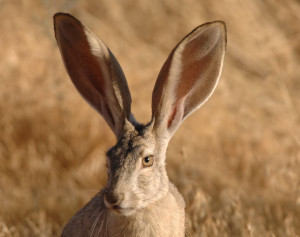 Animal - Rabbit Jack Rabbit Ears Giant Wallpaper