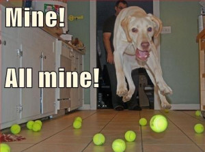 Funny dog – Mine all mine