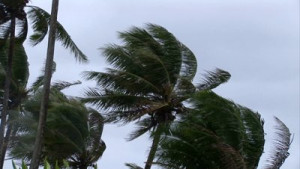 The Field Tree Quotes Home