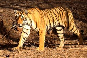 Description Tiger in Ranthambhore.jpg