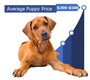 Rhodesian Ridgeback Puppies Prices