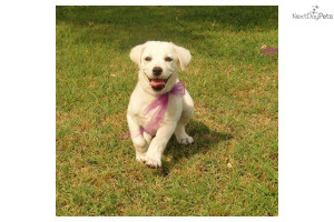 -white-akc-lab-recomd-breeders-in-magdog-labrador-retriever-puppy ...