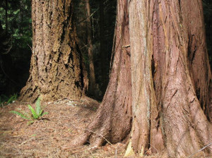 My Side of the Mountain Characters