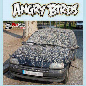 ... funny shit angry birds car shit image funny shit pic wallpaper funny