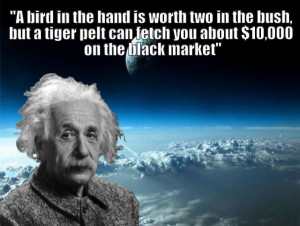 Black Market albert einstein quotes