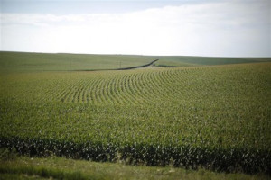 Scientists warn EPA on Monsanto corn rootworm