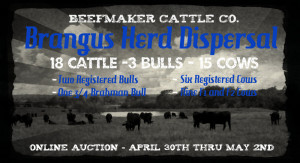 Showcattle.com Forum · General