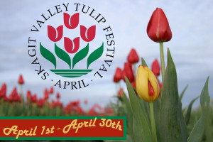 Skagit Tulip Festival Skagit valley tulip festival