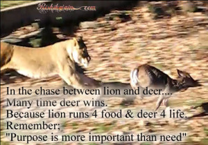 in the chase between lion and deer many time deer wins because lion ...