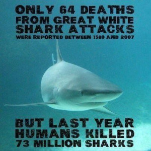 Shark attacks/Humans killing sharks
