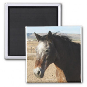 Appaloosa Spotted Horse Refrigerator Magnets