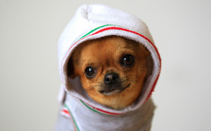 Chihuahuas in clothes wallpapers and images