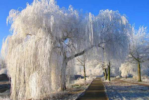 The Best Iwitness...