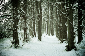 Winter Woods Trees Wallpaper