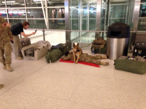 dog-protects-sleeping-soldier-airport.jpeg