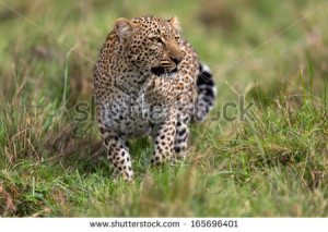 African Leopard Panthera