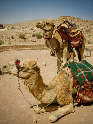 Bedouin Camels with Saddles: Like almost all the other camels in Petra ...