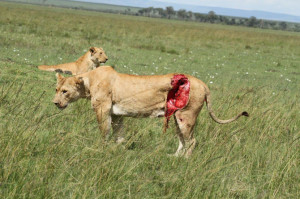 Lioness gored by buffalo horn lives to see another day