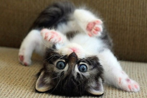 Cute Cat Picture Wallpaper