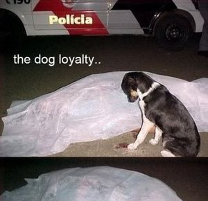 Loyalty Memes