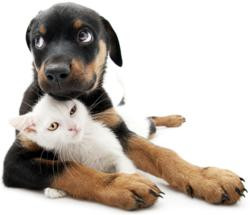 ProtectMyPet® Veterinary Clinics to Give Away Vaccinations for Life