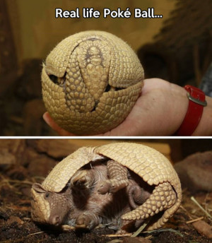 Armadillo, I choose you…