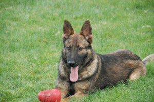 from Carleton :,robert k. greenleaf quotes,robert k. greenleaf ...