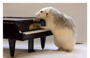 Funny pictures of mouse playing piano