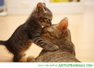 kitten cat lolcat kissing cute animals wild wildlife species planet ...