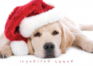 Dog Christmas Cards Dog Greeting And Holiday Cards By Cardsdirect