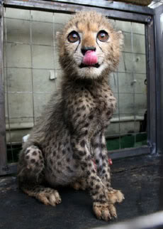 baby cheetah Image