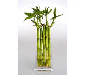 this kind. the leaf will be above the water level.