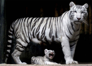 Maltese Tiger with cute child
