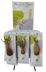 Baobab, Baobab tree,The little prince, Baobab powder, Baobab poudre ...