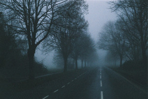 Forest #Road #Bosques #Fog #Niebla #Darkness