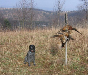 ... Pictures hunting birds with a smart cat funny pictures funny quotes