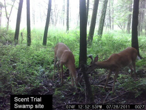 Thread: Homemade deer scent field trials