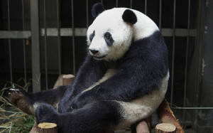 Ai Hin sitting in her enclosure at the Chengdu Giant Panda Breeding ...