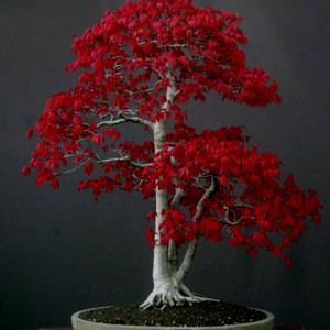 Search Results for: Japanese Maple Bonsai Tree