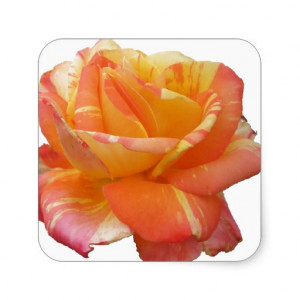 red_yellow_variegated_rose_and_thorn_quote_sticker ...