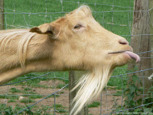 Funny Goat Photos 2011