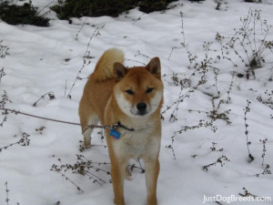 Small Dog Breed Shiba Inu