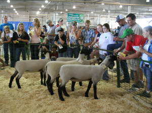 ... judging beef, sheep, swine and meat goats at the 4-H/FFA Livestock