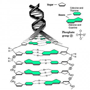 Search Results for: Cartoon Dna Strand