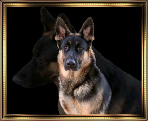 King size &Standard size German Shepherds with excellent temperaments ...